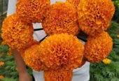 Marigold Seeds