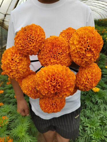Marigold Seeds