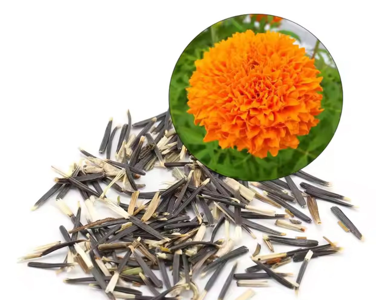 Marigold Seeds