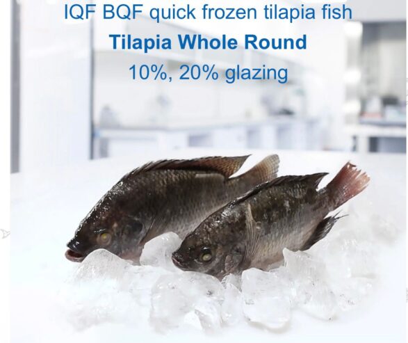 Tilapia Fish