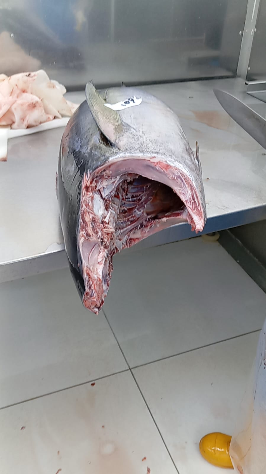 Tuna,Swordfish and smal f